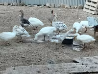 Geese — foto 2