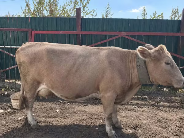 Kuh, Latvian Blue cattle