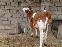 Сиыр, Simmental cattle — 3-сурет