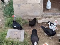 Domestic Muscovy — photo 3