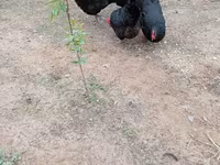 Gallo de pelea de fosa australiano — foto 2