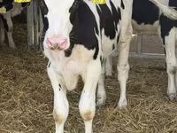 Bulle, Russian Black pied cattle — Foto 8