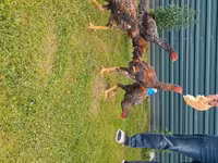 Chickens — 3-сурет