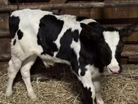 Bulle, Russian Black pied cattle — Foto 3