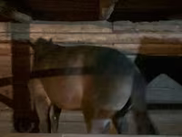 Caballo, Kazakh horse — foto 2