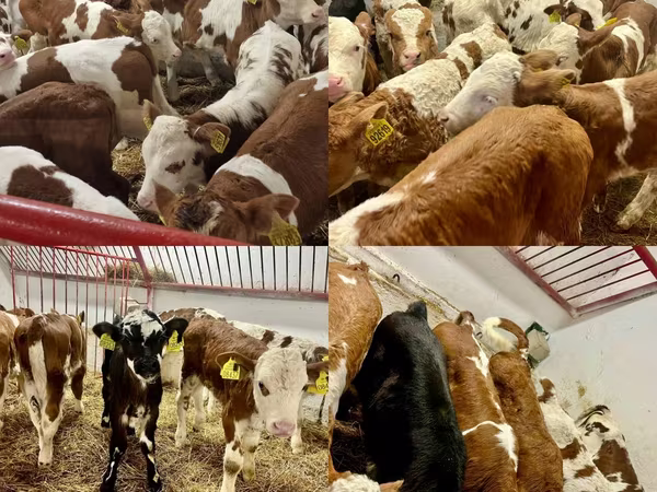 Rinder (Partie, Geschlecht nicht angegeben), Rinder