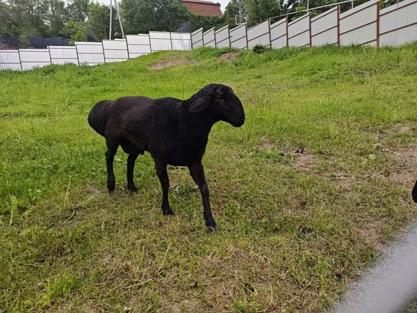 Баран, Hissar sheep