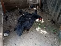 Chickens — الصورة 3
