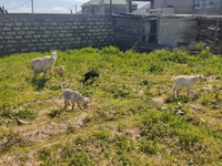 عنزة, الماعز — الصورة 7