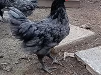 Chickens — Foto 2