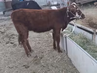 Kuh, Latvian Blue cattle — Foto 8