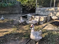 Ducks — Foto 7