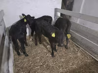Kuh, Holstein-Rasse — Foto 2