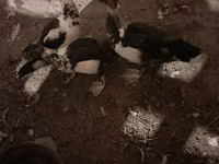 Hausente — Foto 5
