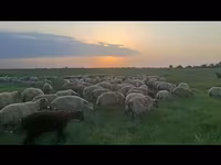 نعجة, الأغنام — الصورة 3