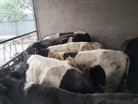 Bulle, Swiss cattle — Foto 5