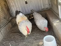 Leghorn — Foto 2
