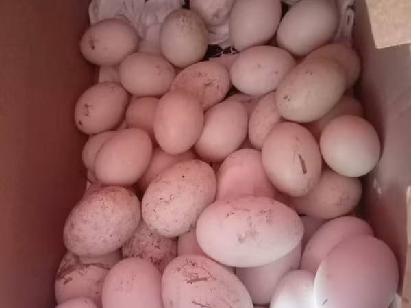 Ducks