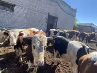 Buğa, Simmental cattle — foto 3