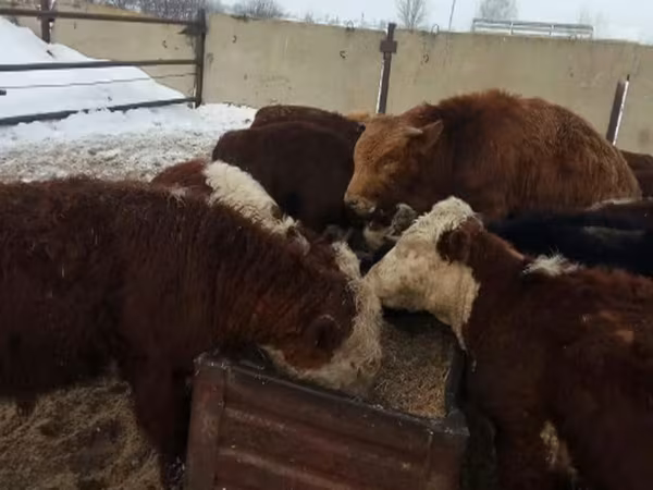 Коровы