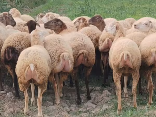Schaf, Schafe