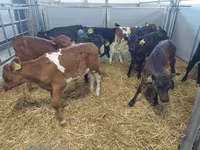 Kuh, Simmental cattle — Foto 1