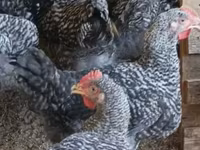 Chickens — foto 4
