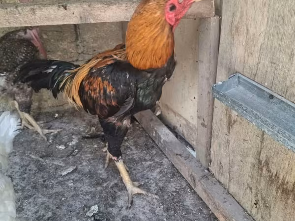डॉमिनेंट