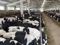 Kuh, Yaroslavl cattle — Foto 3