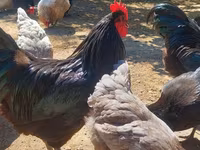 Gallo de pelea de fosa australiano — foto 1
