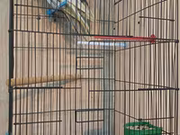 Nimçəsən (Cockatiel) quşları və qəfəs komplekti - Növ: Nimçəsən — фото 3