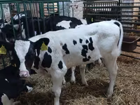 Bulle, Simmental cattle — Foto 6