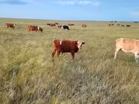 ثور, Simmental cattle — الصورة 2