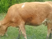Vaca, Simmental cattle — foto 3