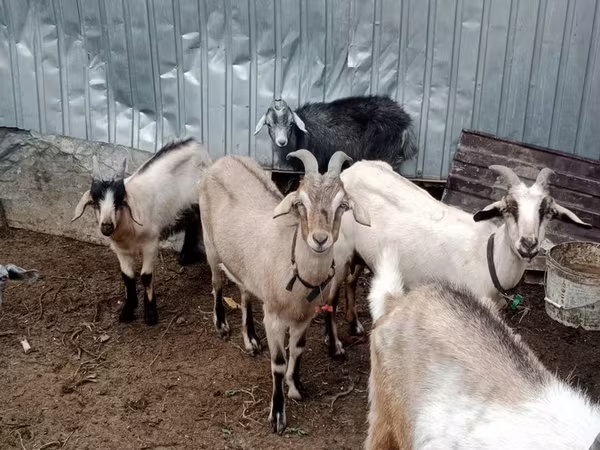 Ziege, Alpine goat