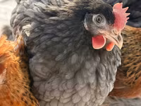 Chickens — 3-сурет