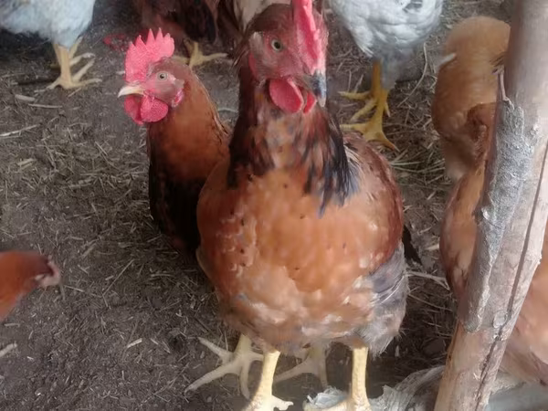 Chickens