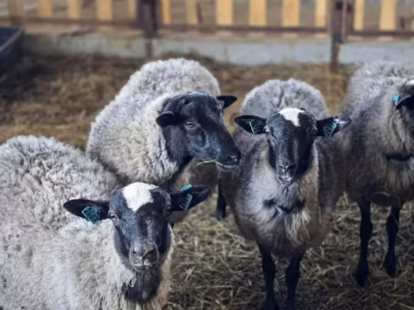 母羊, Romanov sheep