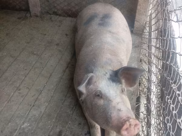 Sow, Pigs