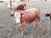 Toro, Vaca kazaja de cabeza blanca — foto 3