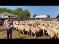 Oveja, Ovejas — foto 2