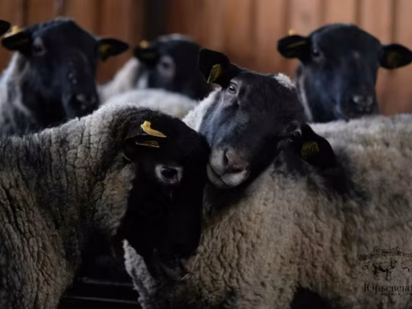 Ram, Romanov sheep