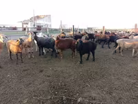 كبش, Edilbay sheep — الصورة 2