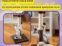 Pișiyiniz ev əşyalarında dırnağını "itiləyir?" Çıxış yolu var : Onun — 照片 5