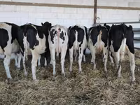 Kuh, Holstein-Rasse — Foto 1