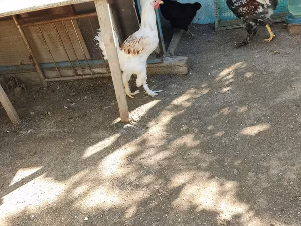 براهما