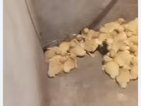Alman Pekin — foto 2