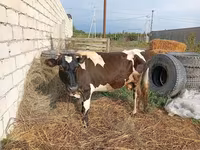 Kuh, Simmental cattle — Foto 1