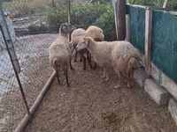 भेड़, भेड़ — फ़ोटो 5