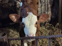 Buqa, Simmental cattle — 8-rasm